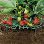 Gevin - GVP-488 - As Seen on TV - Strawberry Support